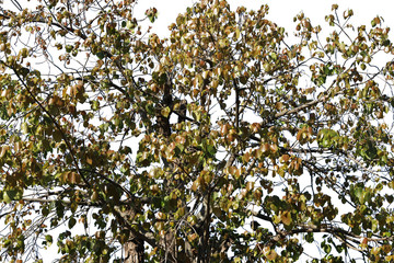 Bo leaf isolated on white background