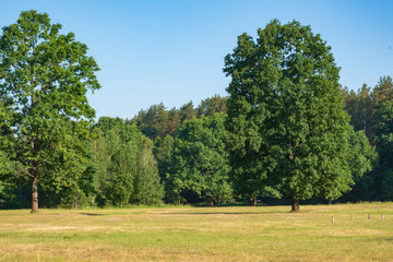 Obraz premium Photography in the evening hour of nature in the summer on a sunny day. Beautiful dawn time.