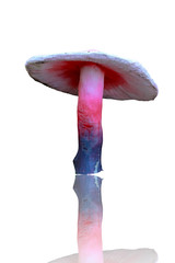 Statue of mushroom isolated on white background.