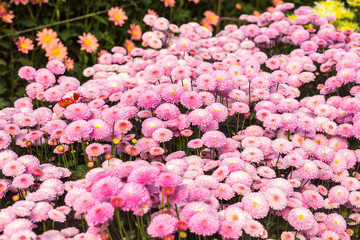 Flowers, flowers chrysanthemum, Chrysanthemum wallpaper,