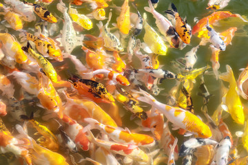 Koi fish swimming in the pool