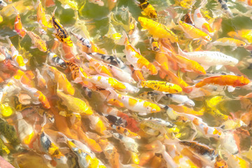 Koi fish swimming in the pool