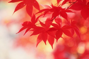秋のイメージ・紅葉