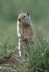 Naklejka na ściany i meble Uinta Ground Squirrel (Urocitellus Armatus)