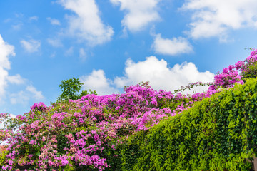 bougainvillea flower with green leaf