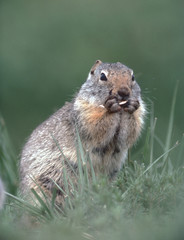 Uinta Ground Squirrel (Urocitellus Armatus)