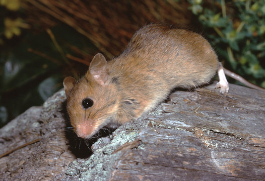 Golden Mouse (Ochrotomys Nuttalli)