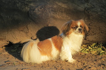 Tibet Spaniel - Tibetan Spaniel - Kleiner Hund im Wald vor einem Baumstamm