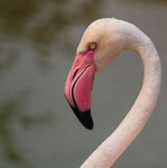 portrait of pink flamingo © Kristi