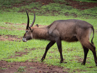 Waterbuck in Nairobi National Park, Kenya