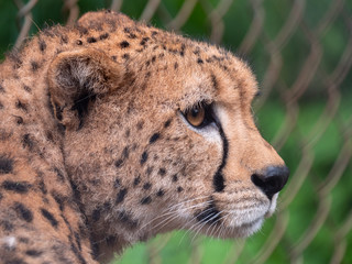 Cheetah in Nairobi Animal Orphanage