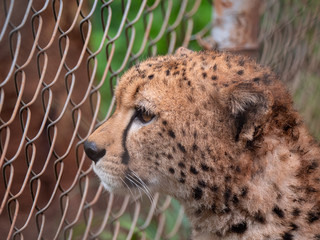 Cheetah in Nairobi Animal Orphanage
