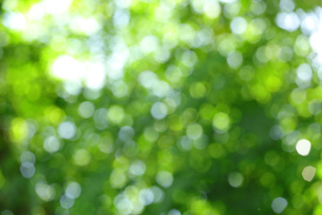 Fototapeta premium Blurry green circular bokeh cause of defocus of sunlight through the green tree
