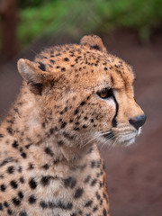 Naklejka na ściany i meble Cheetah in Nairobi Animal Orphanage
