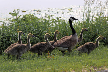 flock of geese