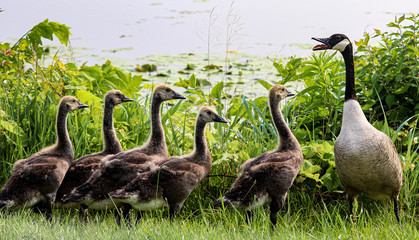 family of geese © Kristi