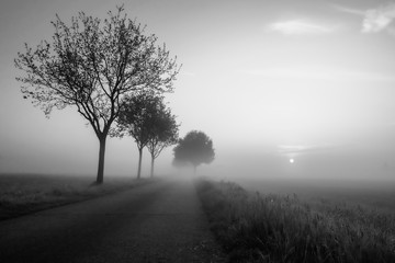 Silhouette of trees along with diminishing view of road in foggy weather