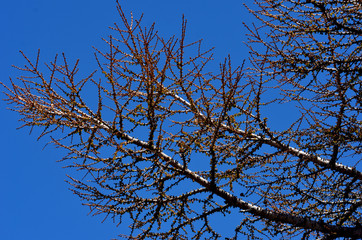 The branches of a tree stretch across a bright blue sky. The branches have no leaves but are covered in flower buds.
