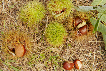 Chestnuts with spike on ground 