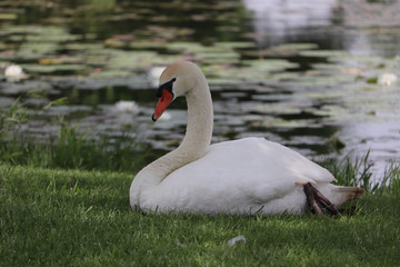 resting swan