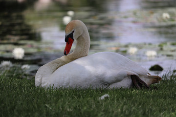 Fototapeta premium swan