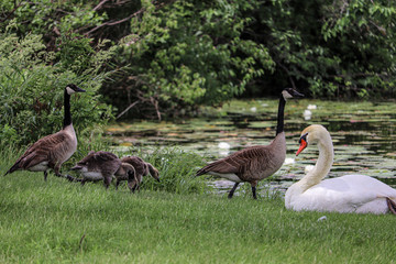 swan and geese