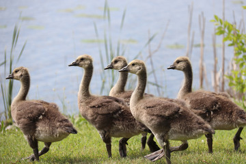 goslings