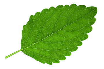 Melissa leaf closeup