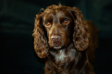 english cocker spaniel in studio