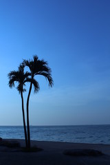 Two palm trees at sunset