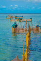 Fototapeta premium life sea trap