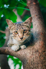Cute tabby Kitten Relaxing on top of Tree.