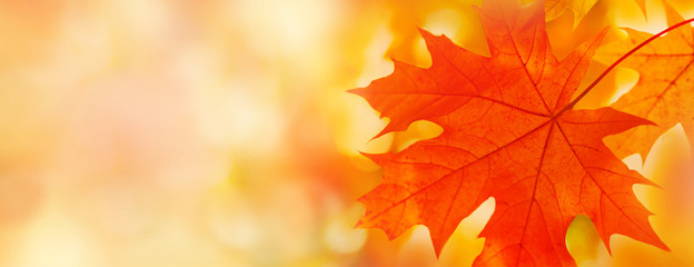 Colorful maple leaves close-up on the blurry background - obrazy, fototapety, plakaty