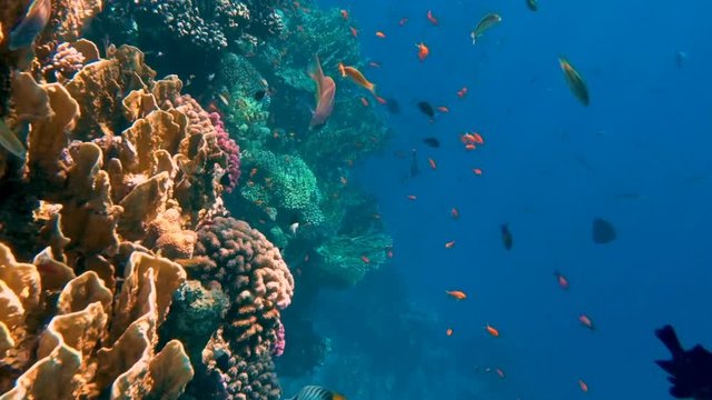 Underwater Colorful Tropical Fishes and Beautiful Corals. Red sea Sharm el Sheikh Egypt, ras mohamed national park