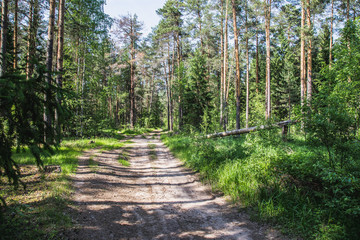 Fototapeta na wymiar dirt road passes through the pine forest