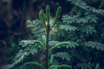 emerald shoots on top of a Christmas tree