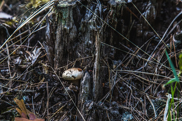 fungus growing on an old rotten tree stump