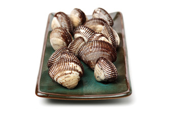 Scapharca subcrenata on white background 