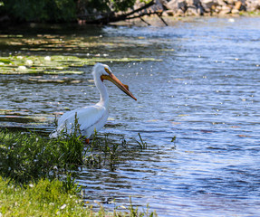 pelican by lake