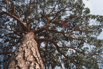 Obraz premium View in a tree crown from below on sunny day. Tree with green leaves and blue sky. Old pine from below