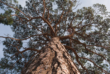 View in a tree crown from below on sunny day. Tree with green leaves and blue sky. Old pine from below