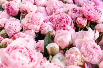 Warehouse refrigerator, Wholesale flowers for flower shops. Pink peonies in a plastic container or...