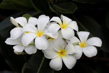 Fototapeta na wymiar White plumeria on the plumeria tree, Beautiful flower background