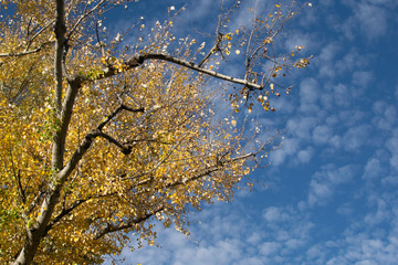 Autumn sky with the yellow leaves tree