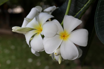Fototapeta na wymiar White plumeria on the plumeria tree, Beautiful flower background