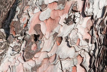 abstract,aging,background,bark,brown,close,close-up,closeup,color,cortex,design,detail,dry,flake,flora,forest,full,grunge,log,macro,material,moss,natural,nature,old,outdoor,pattern,peel,pine,pine bark