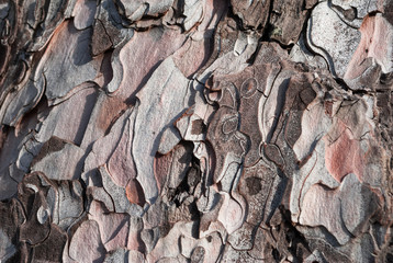 abstract,aging,background,bark,brown,close,close-up,closeup,color,cortex,design,detail,dry,flake,flora,forest,full,grunge,log,macro,material,moss,natural,nature,old,outdoor,pattern,peel,pine,pine bark