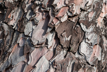 Texture of pine bark. Tree or pine in the forest. Background of tree bark