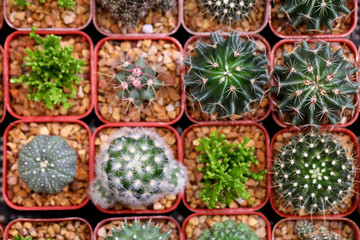 Variety cactus in plant shop
