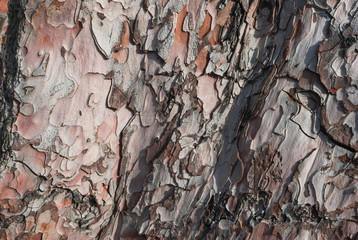 Texture of pine bark. Tree or pine in the forest. Background of tree bark.